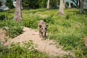 Pig  in the coconut Plam tree garden