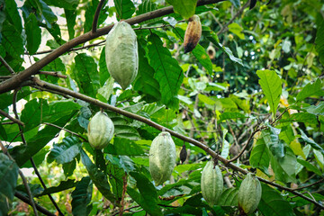 Cocoa fruit on cacao tree