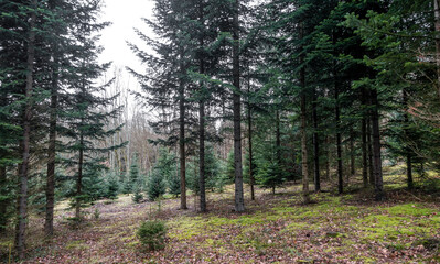 Wiederaufforstung im Nadelwald