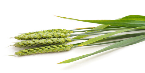 Wheat green spikelets.