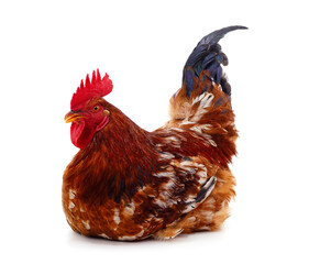 Big brown proud rooster.