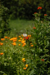 butterfly and flowers in the garden
