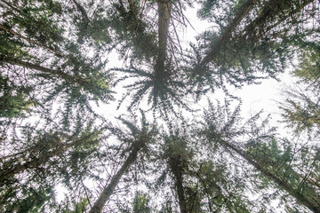 Baumwipfel im Fichtenwald von unten 