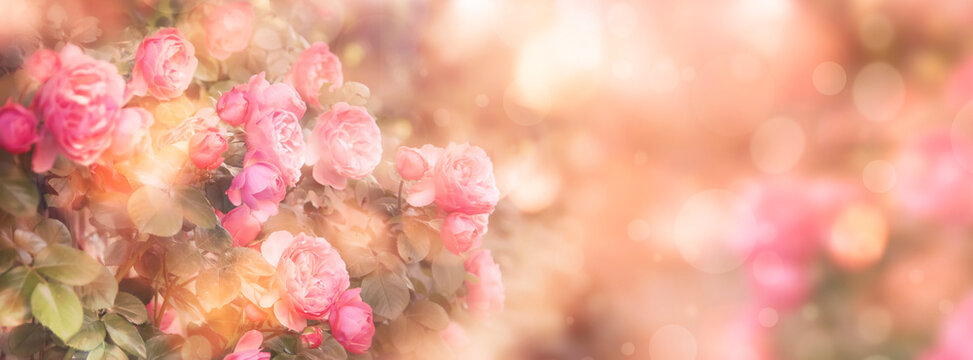 Summer or spring natural pink background with rose flowers. Banner. Vintage card with peach roses and bokeh, toned image