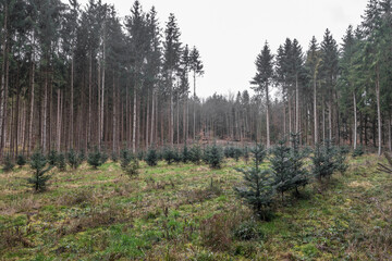 Wiederaufforstung im Nadelwald