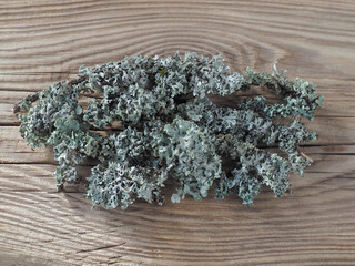 Medicinal herb moss lichen on a wooden background, top view, flat layout. Useful plant parmelia sulcata for use in medicine, homeopathy and cosmetology