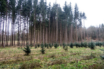 Wiederaufforstung im Nadelwald