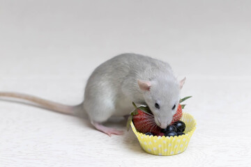 Decorative gray rat sniffs and eats ripe berries, strawberries, blueberries. Close up portrait of a rat. Cute pet. Healthy eating. Fruit diet.