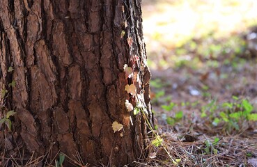tree trunk with moss