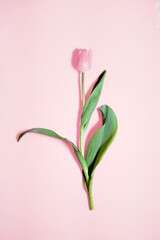 pink tulip on pastel background