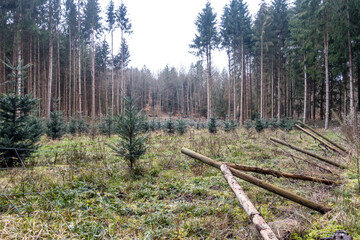 Wiederaufforstung im Nadelwald