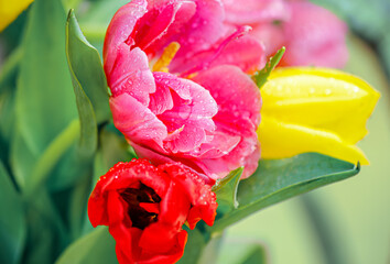 Water drops on pink and red tulips. Nature blurred background. Spring flowers for International Women's Day. Greeting card