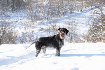 Fototapeta na wymiar The dog stands in deep snow and watches the surroundings carefully. A trained hunting dog. The winter season is full of snow and frosty air. German wirehaired pointer.