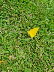 leaf on green grass
