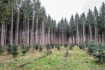 Obraz premium Wiederaufforstung im Nadelwald
