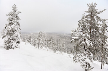 Winter wonderland landscape