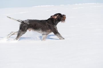 The dog jumps high in the snow. Winter walk in the fields with a crazy dog. The winter season is full of snow and frosty air. German wirehaired pointer. Side view.
