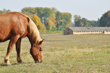 Heavy draft horse graze on rural pasture near the farm