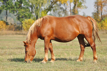 Heavy draft horse grazes on a pasture against the background of the autumn nature