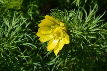The large flower of the spring Adonis vernalis in fluffy greens is wonderful.