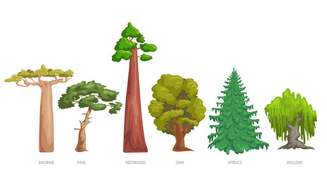 Different green trees set. Cartoon trendy style. Baobab, pine, redwood, oak, spruce and willow. Vector illustrations collection isolated on white.