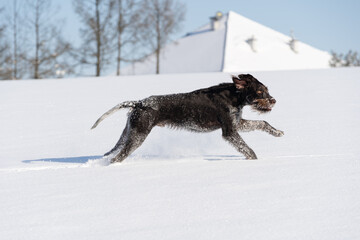 Naklejka na ściany i meble The dog jumps high in the snow. Winter walk in the fields with a crazy dog. The winter season is full of snow and frosty air. German wirehaired pointer. Side view.