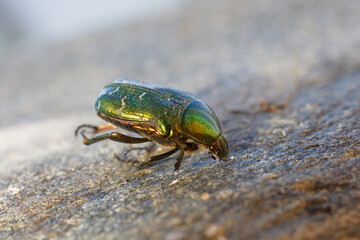 Spectacular metallic green Rose Chafer beetle, closeup