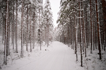 snow covered pine forest with path