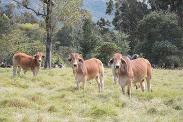 cows grazing in a field