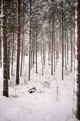 winter forest in the snow