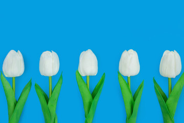 bouquet of white tulips on blue background or surface, the concept of women's holiday or gift for woman, place for copy space, top view