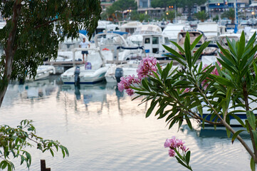 A glimpse of the harbor through the plants along the waterfront. Marina di Camerota, Italy.