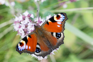 Peacock eye butterfly sitting on a flower
