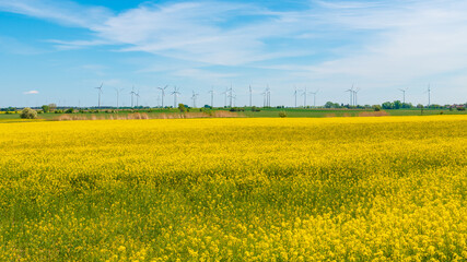 Beautiful farm landscape with rasp yellow at blossom field, wind turbines to produce green energy in Germany, Spring, blue sky and sunny day.