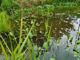 grass in a pond