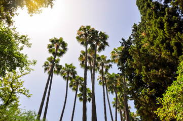 Palm trees in Seville Alcazar gardens, Spain