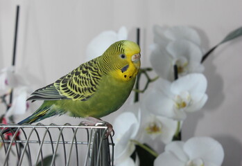 A female yellow green budgie on the background of orchid flowers