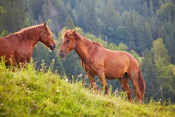 Fototapeta premium Cute horse in the Alps eating grass