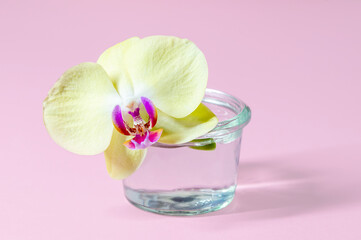 Obraz na płótnie Canvas Phalaenopsis Orchid Plant blossom or Moth Orchid in glass pot. minimal concept