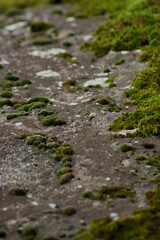 Close up moss on a grunge gray stone.