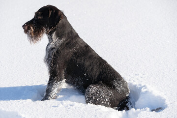 The dog sits and watches the ground and waits for the command. A trained hunting dog. The winter season is full of snow and frosty air. German wirehaired pointer.