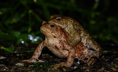 Amphibienwanderung - Erdkrötenpaar
Jedes Frühjahr wanderen hunderte von Erdkröten zu ihren Laichgewässern.