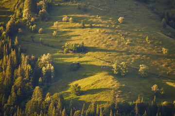 Landscape with pine forests in the mountains