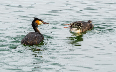 Great crested grebe with its screaming nestling on lake