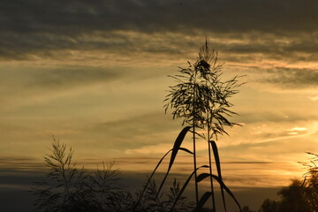 trzcina na tle zachodu słońca © drlmk