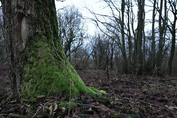 Baumwurzel mit Moos bedeckt