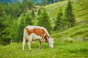 Fototapeta na wymiar Brown and white cows on a beautiful green alpine meadow in Austria. Mountains on background.
