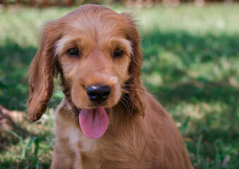Cute Cocker Spaniel puppy portrait in the grass with tongue out