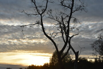 Grafika drzew o zachodzie słońca © drlmk