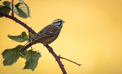 Zippammer (Emberiza cia)